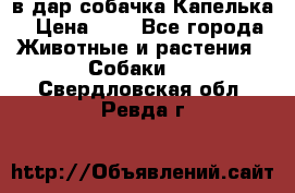 в дар собачка Капелька › Цена ­ 1 - Все города Животные и растения » Собаки   . Свердловская обл.,Ревда г.